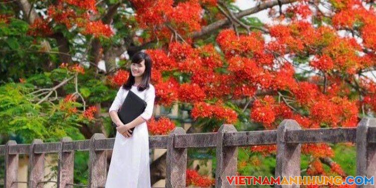 Phượng không có lỗi