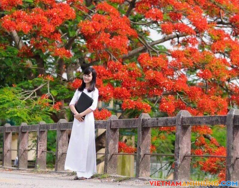 Phượng không có lỗi