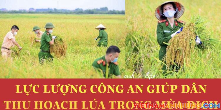 Lực lượng Công an thu hoạch lúa giúp dân mùa dịch