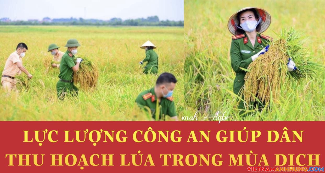 Lực lượng Công an thu hoạch lúa giúp dân mùa dịch
