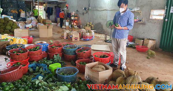 Nông dân lo lắng vì yêu cầu tạm dừng mua bán sầu riêng, bơ khi đang thu hoạch