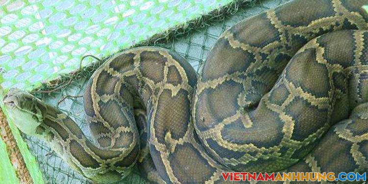 Bắt được trăn đất khi đi biển