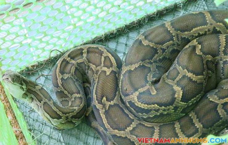 Bắt được trăn đất khi đi biển