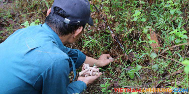 Đổ xô vào rừng hái nấm tràm