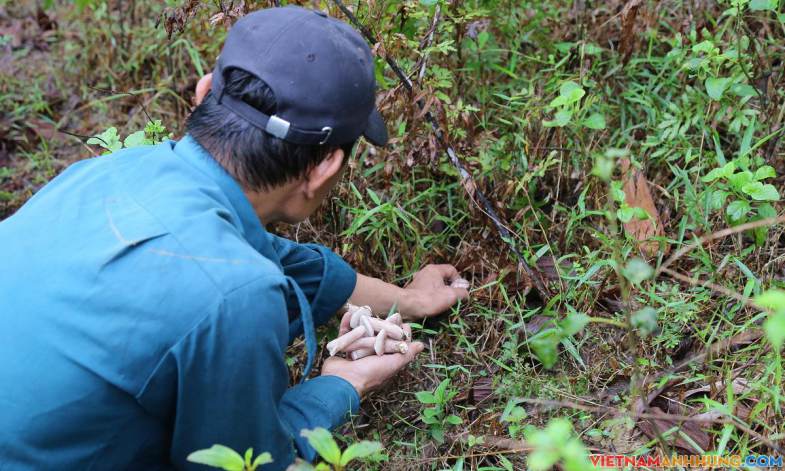 Đổ xô vào rừng hái nấm tràm