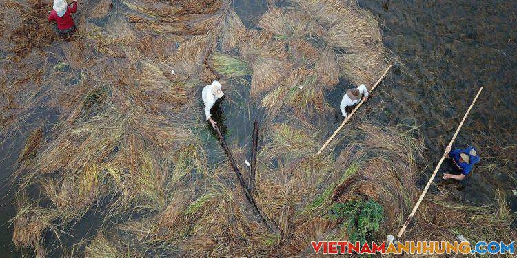 Giăng dây ngăn rạ trôi để cứu lúa trong lũ ở Quảng Ngãi