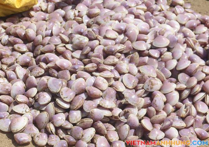 Hàng trăm người ra bãi biển nhặt ‘lộc trời’