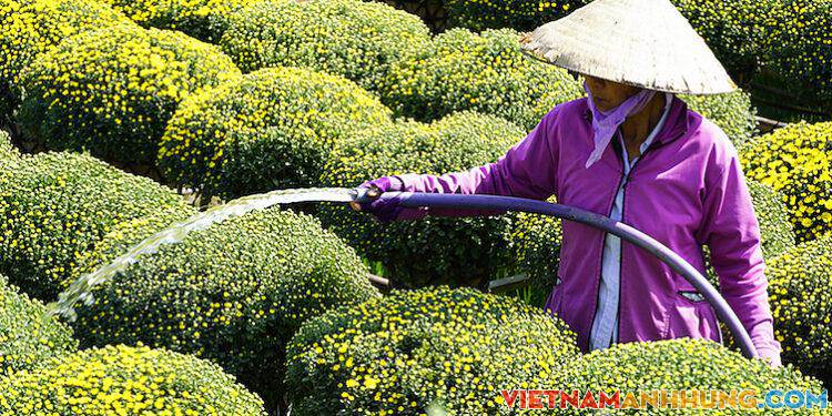 Làng hoa Sa Đéc, Cái Mơn giảm 50% sản lượng hoa tết