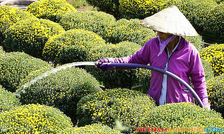 Làng hoa Sa Đéc, Cái Mơn giảm 50% sản lượng hoa tết