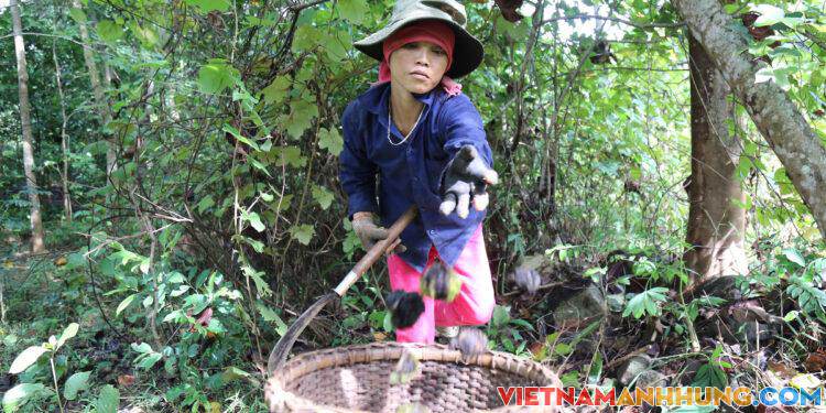 Mùa nhặt trẩu rừng – VnExpress