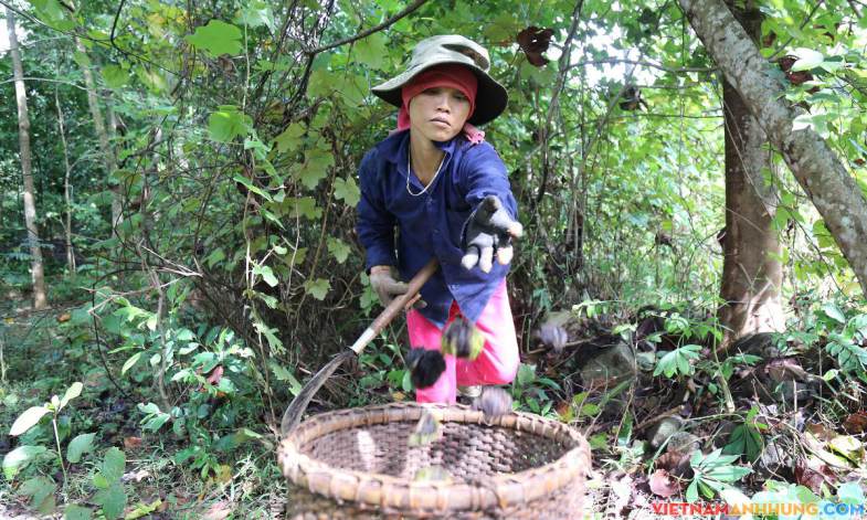 Mùa nhặt trẩu rừng – VnExpress