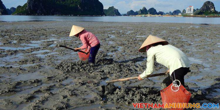 Nghề cào don ở bãi triều Quảng Ninh