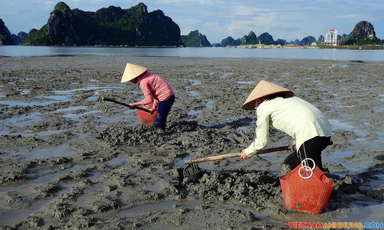 Nghề cào don ở bãi triều Quảng Ninh