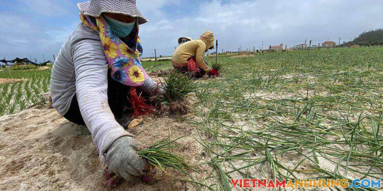 Nông dân Lý Sơn thu hoạch hành ‘chạy’ úng