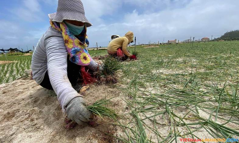 Nông dân Lý Sơn thu hoạch hành ‘chạy’ úng