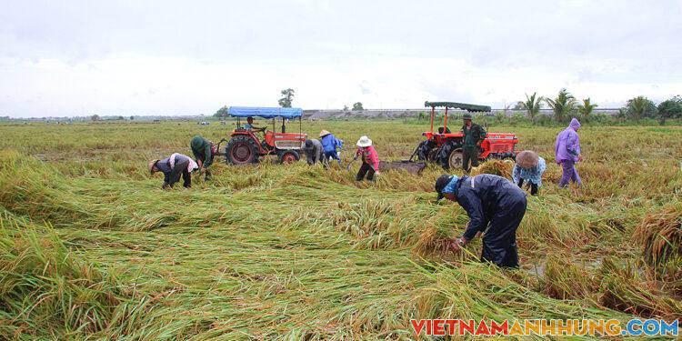 Nông dân đổ ra đồng cứu lúa sau bão