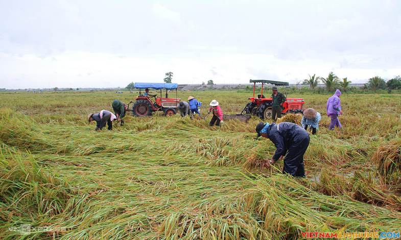 Nông dân đổ ra đồng cứu lúa sau bão
