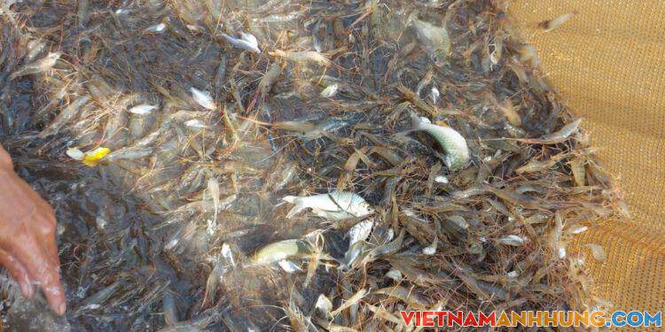 Nuôi cá linh, tôm càng xanh trên ruộng lúa mùa