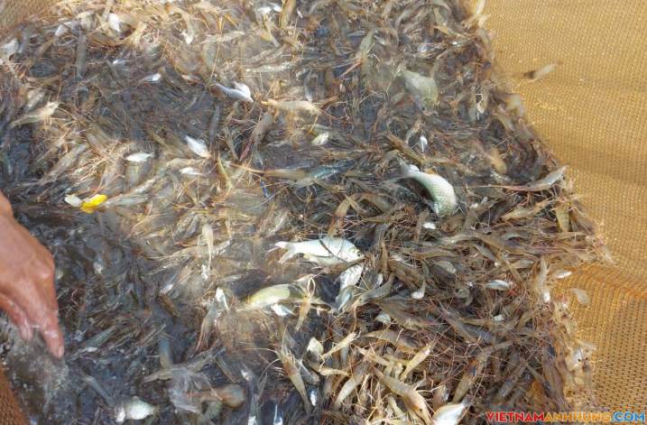 Nuôi cá linh, tôm càng xanh trên ruộng lúa mùa