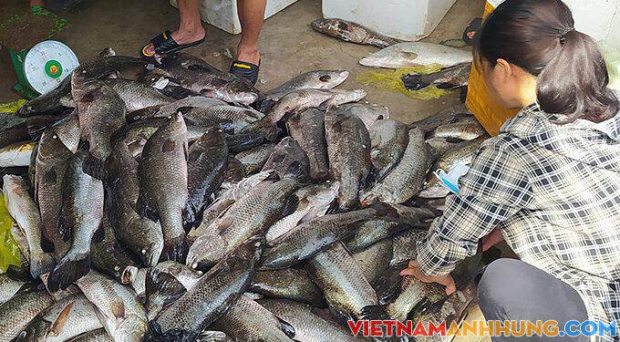 Phạt hai doanh nghiệp xả thải bẩn xuống sông Lạch Bạng