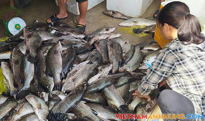 Phạt hai doanh nghiệp xả thải bẩn xuống sông Lạch Bạng