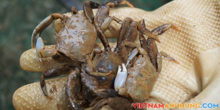 Săn khều trên vùng triều ven biển