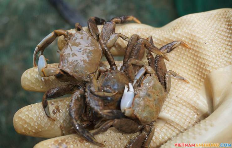 Săn khều trên vùng triều ven biển