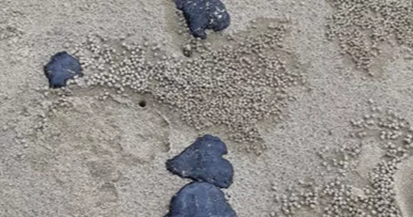 Hơn 10 tấn dầu vón cục nguy hại dạt vào bờ biển, chỉ thu gom được vài chục ký