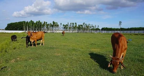 Dự án 670 tỉ đồng “đắp chiếu”, thành bãi chăn bò