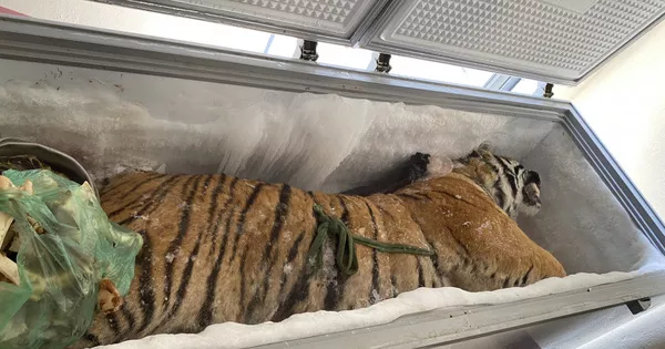 Hà Tĩnh: Phát hiện 1 con hổ đông lạnh trong nhà dân
