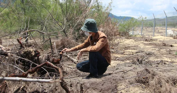 Tình tiết bất ngờ trong vụ phá “nhầm” 5,26 ha rừng phòng hộ ven biển Bình Định