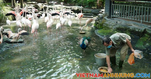 Giám đốc Thảo Cầm Viên: “Không kêu gọi sự đóng góp từ cộng đồng!”