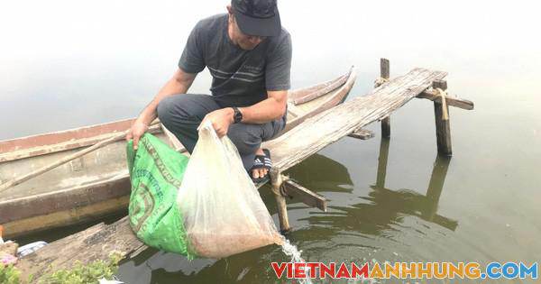 Tôm nuôi chết hàng loạt vì sốc môi trường