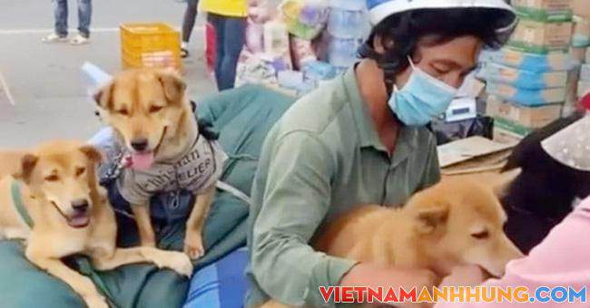 Không khuyến cáo tiêu hủy chó mèo có nguy cơ nhiễm Covid-19