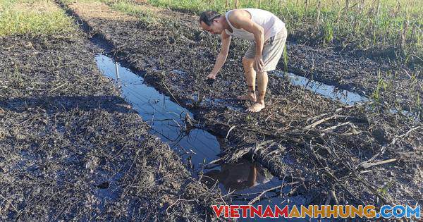 Dân “khóc ròng” vì doanh nghiệp xả dầu nhớt đen kịt ra đồng ruộng