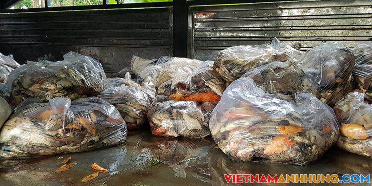 2 tấn cá chết ở hồ công viên Hoàng Văn Thụ