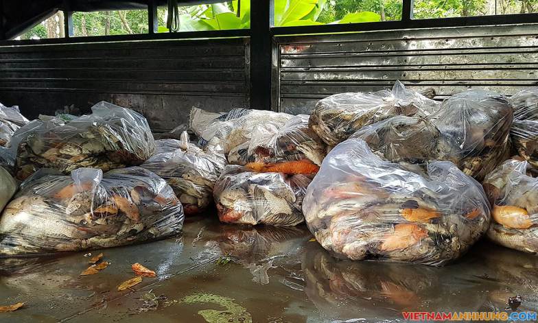 2 tấn cá chết ở hồ công viên Hoàng Văn Thụ