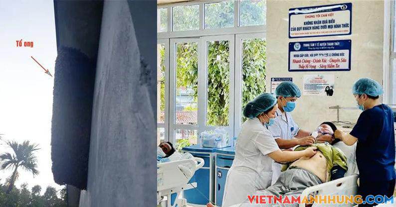 Giữ ong trong nhà, gia đình 5 người nhập viện cấp cứu, 1 con chó thiệt mạng