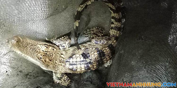 Bắt được cá sấu ở hồ nước