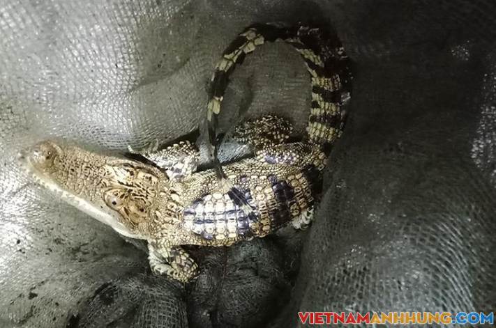Bắt được cá sấu ở hồ nước