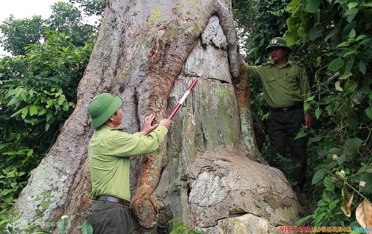 ‘Báu vật’ ở Vườn quốc gia Bến En