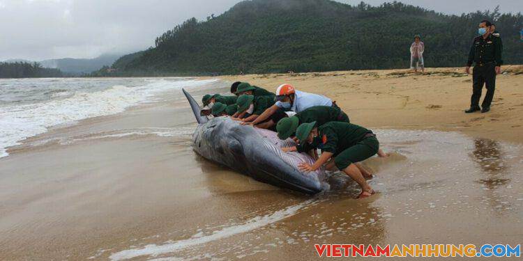 Cá voi nặng 3 tấn bị sóng biển đánh vào bờ