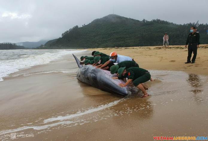 Cá voi nặng 3 tấn bị sóng biển đánh vào bờ