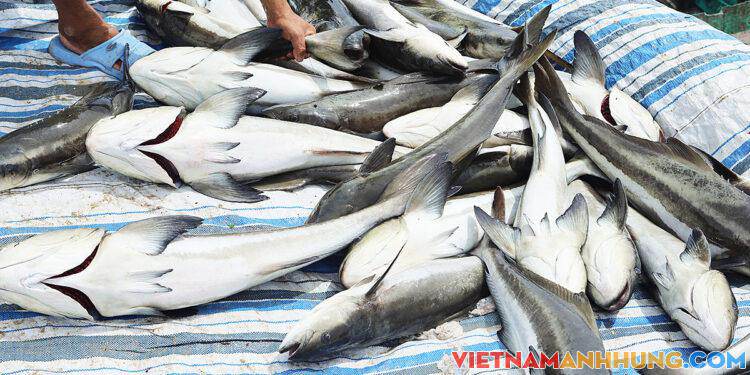 Hơn 2 tấn cá bớp nuôi bè bị chết