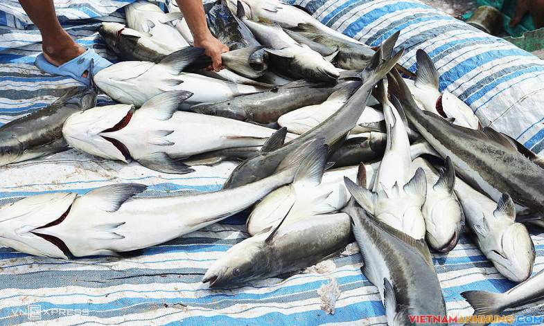 Hơn 2 tấn cá bớp nuôi bè bị chết