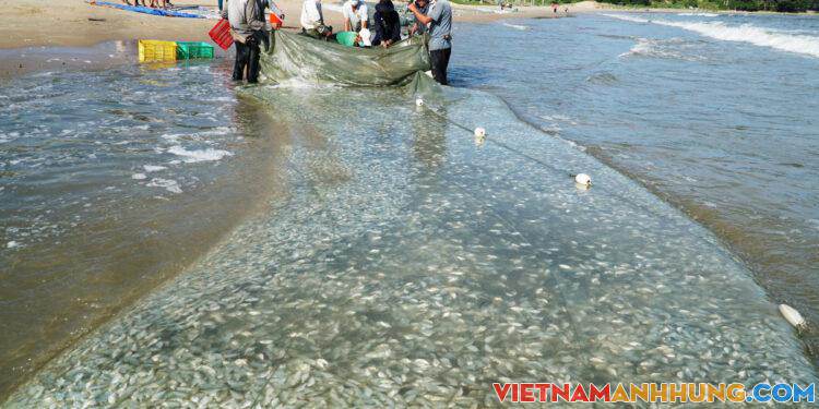 Kéo lưới được 2 tấn cá liệt ở gần bờ Long Hải