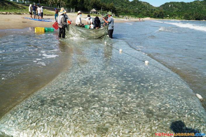Kéo lưới được 2 tấn cá liệt ở gần bờ Long Hải