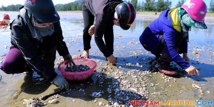 Người dân đổ ra biển bắt sò lông