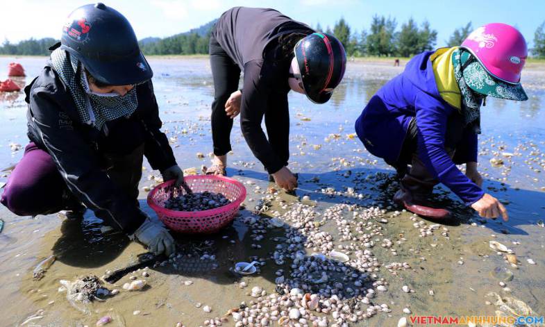 Người dân đổ ra biển bắt sò lông