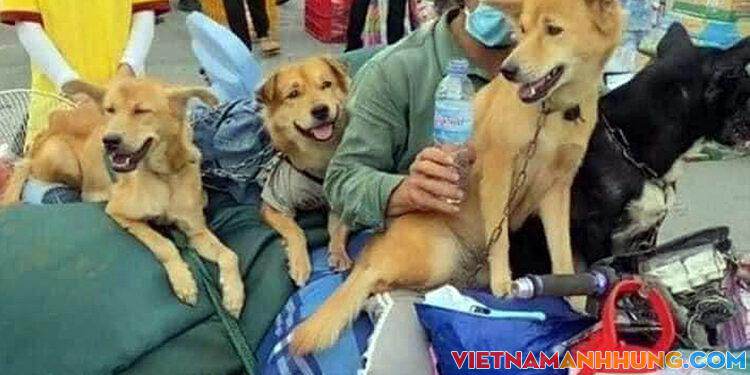 Tiêu huỷ 15 con chó do ‘áp lực chống dịch’